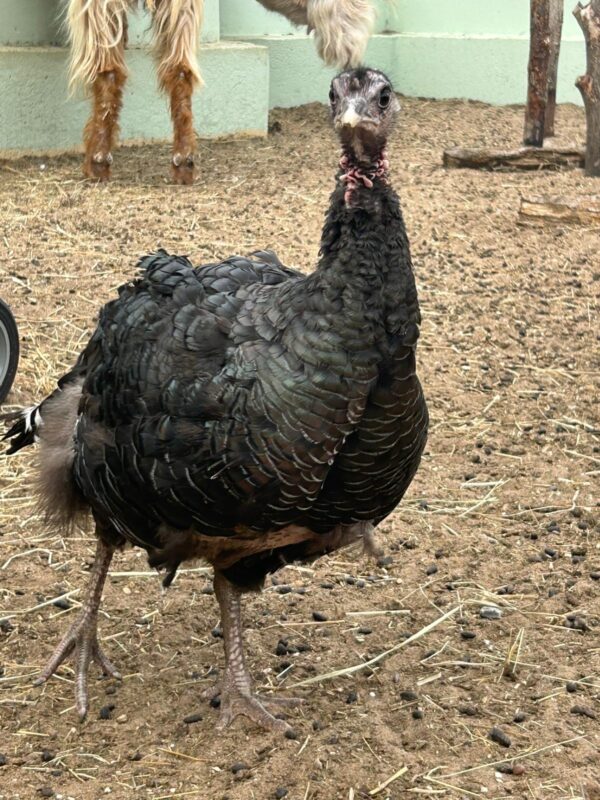 £25 Turkey Adoptions - Image 2