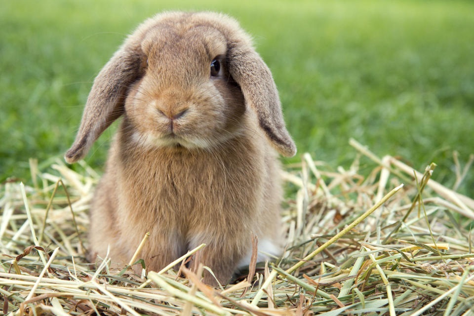 Rabbit hot sale adoption centers