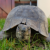 £25 Tortoise Exhibit Adoptions