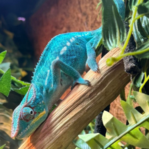 £25 Smaller Reptile House Exhibit Adoptions