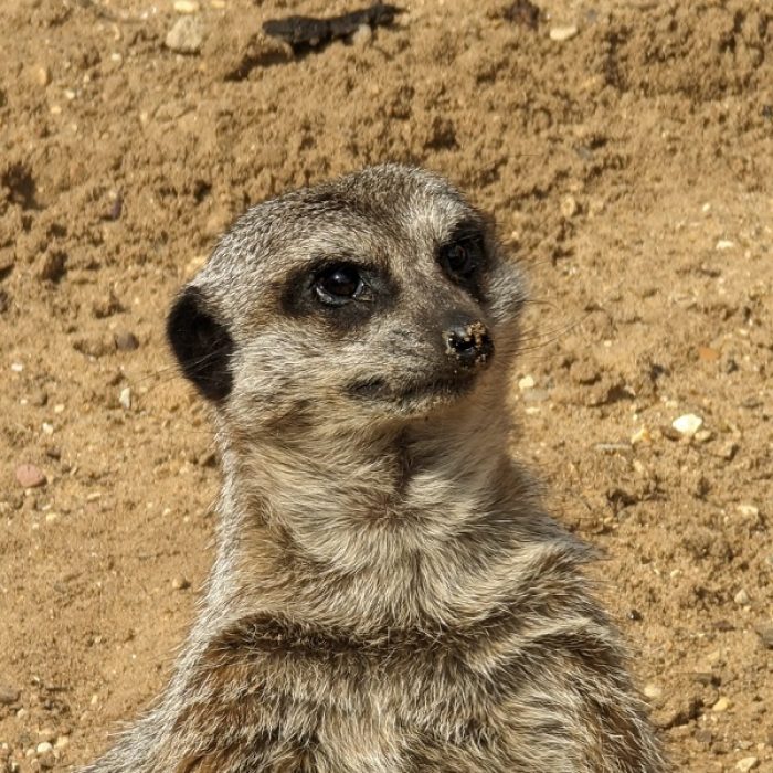 Meerkat Carousel