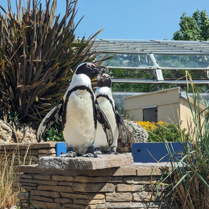 Penguins2