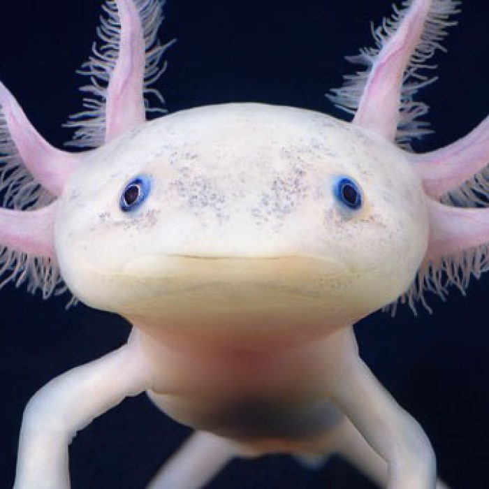 The axolotl, also known as a Mexican salamander (Ambystoma mexicanum) or a Mexican walking fish, is a neotenic salamander, closely related to the tiger salamander. Although the axolotl is colloquially known as a "walking fish", it is not a fish, but an amphibian.
The species originates from numerous lakes, such as Lake Xochimilco underlying Mexico City. Larvae of this species fail to undergo metamorphosis, so the adults remain aquatic and gilled.
As of 2010, wild axolotls are near extinction due to urbanization in Mexico City and polluted waters. They are currently listed by CITES as an endangered species and by IUCN as critically endangered in the wild, with a decreasing population. Axolotls are used extensively in scientific research due to their ability to regenerate limbs. Axolotls are also sold as food in Mexican markets and were a staple in the Aztec diet.
Source: http://en.wikipedia.org/wiki/Axolotl
Mascot Election Video: http://www.youtube.com/watch?v=0cPWLc0iBog