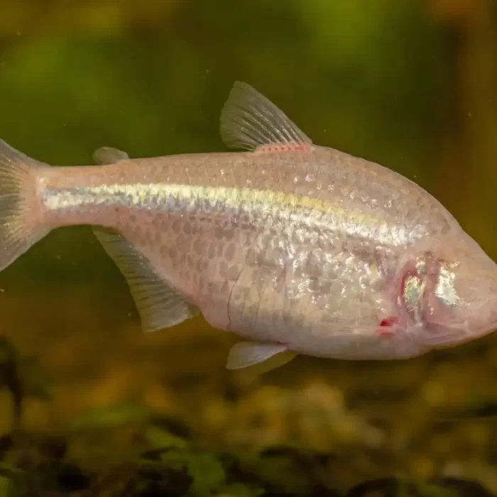 blind cavefish