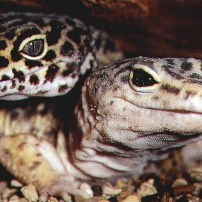 leopard-gecko-2-1