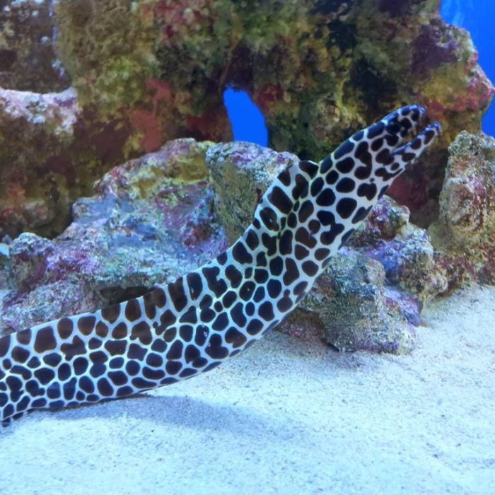 leopard moray eel