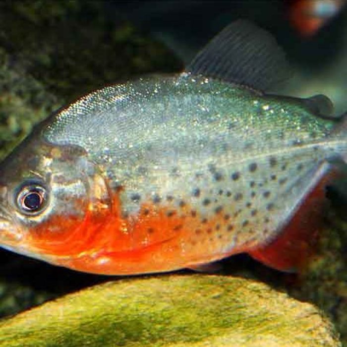 red-bellied-piranha