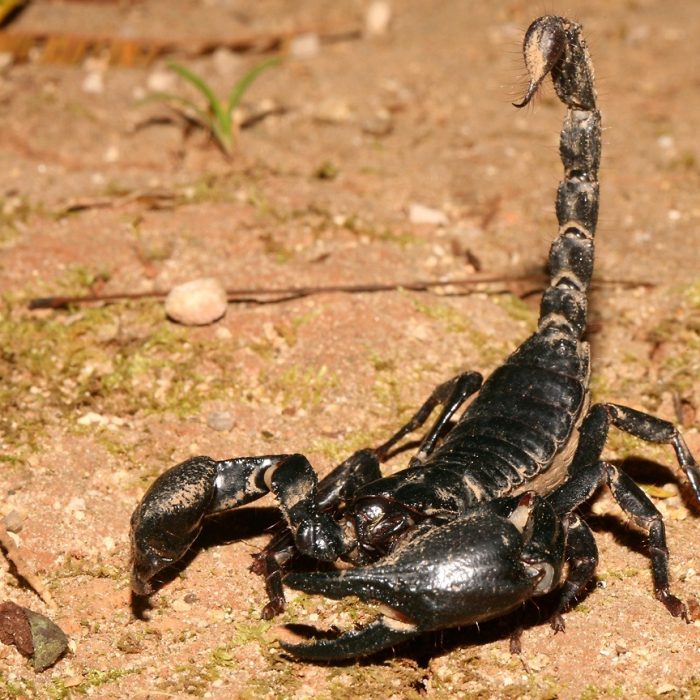 scorpion