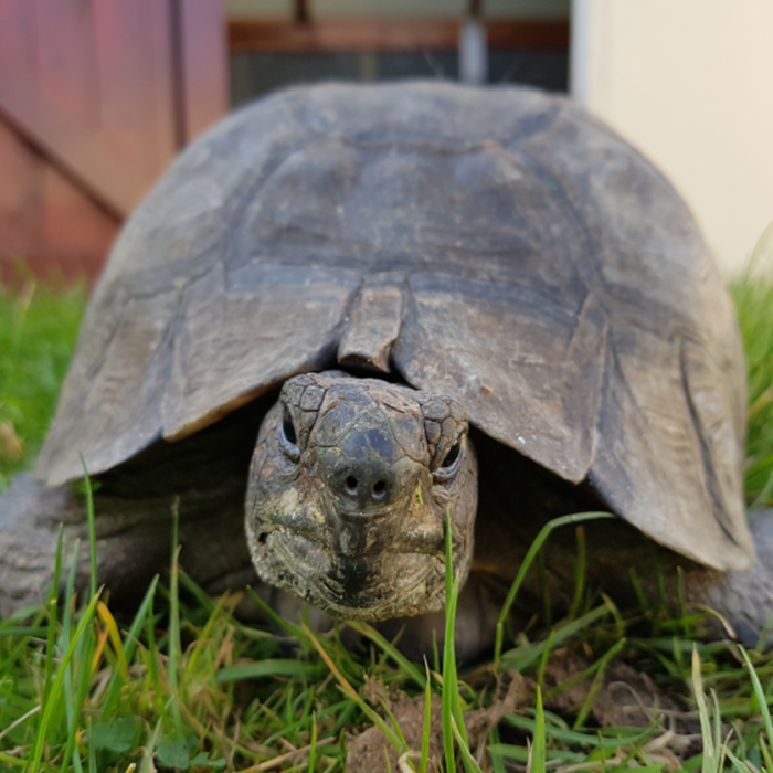 tortoise