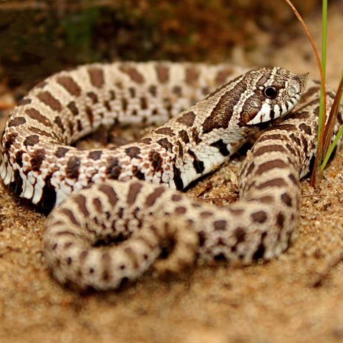 western-hognose-snake-